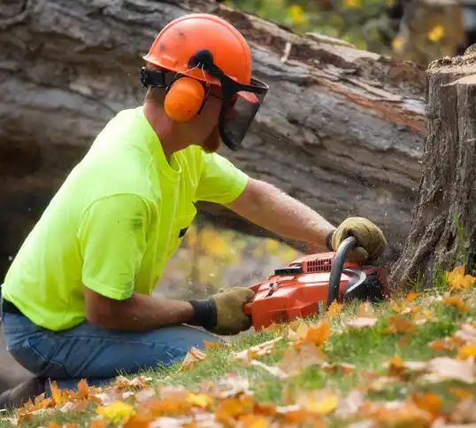 tree services Elk Creek